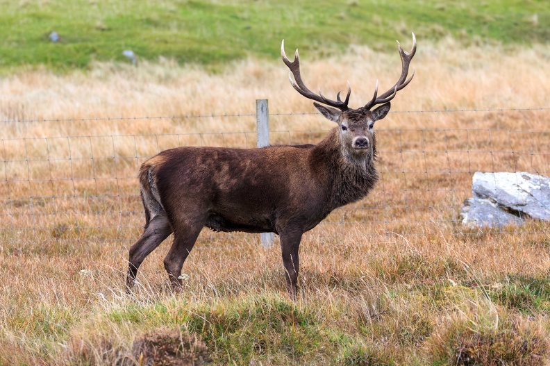20161008-Red-Deer-0030.jpg
