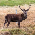 20161008-Red-Deer-0030.jpg