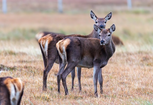20161008-Red-Deer-0010
