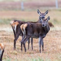 20161008-Red-Deer-0010