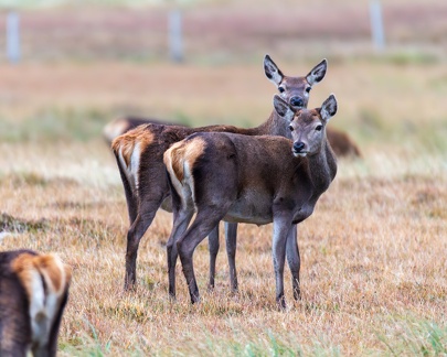 20161008-Red-Deer-0010