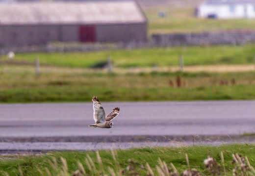 20160827-Short-Eared-Owl
