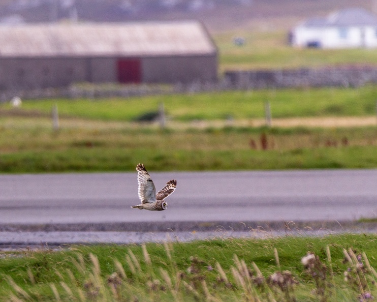 20160827-Short-Eared-Owl.jpg