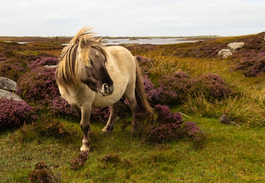 20160903-Island-Pony-0152