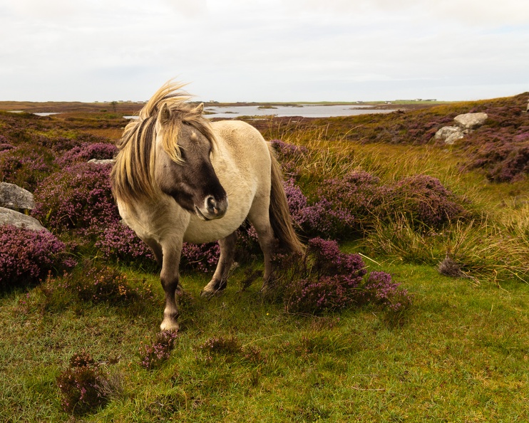 20160903-Island-Pony-0152.jpg