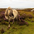 20160903-Island-Pony-0152.jpg