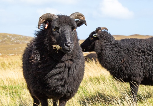 20160910-Black-Sheep-0460