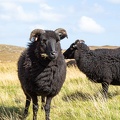 20160910-Black-Sheep-0460.jpg