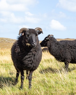 20160910-Black-Sheep-0460