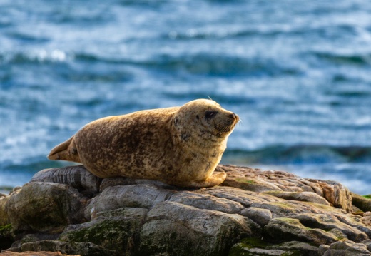20160910-Berneray-Seal-Point-0068