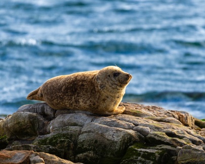 20160910-Berneray-Seal-Point-0068