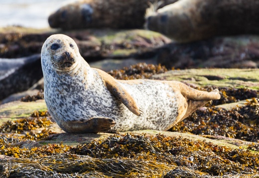 20160910-Berneray-Seal-Point-0118