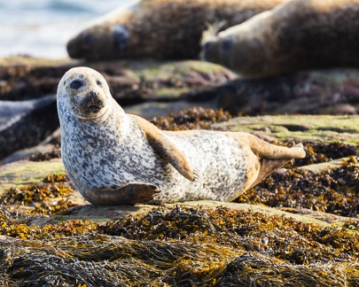 20160910-Berneray-Seal-Point-0118