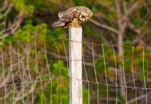 20160910-Short-Eared-Owl-0945