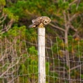 20160910-Short-Eared-Owl-0945
