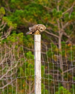 20160910-Short-Eared-Owl-0945