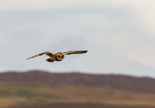 20160910-Short-Eared-Owl-0960