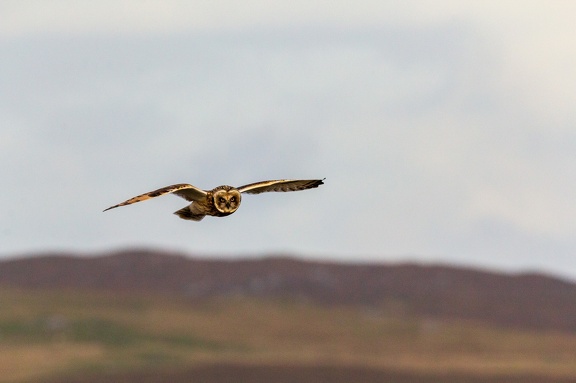 20160910-Short-Eared-Owl-0960