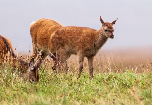 20160910-North-Uist-Deer-0072