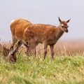 20160910-North-Uist-Deer-0072