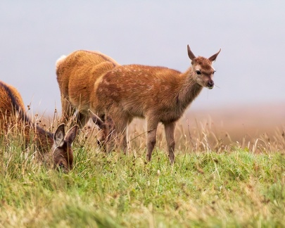 20160910-North-Uist-Deer-0072