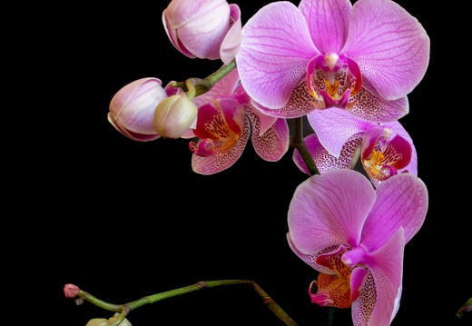20120203-Orchids-1653